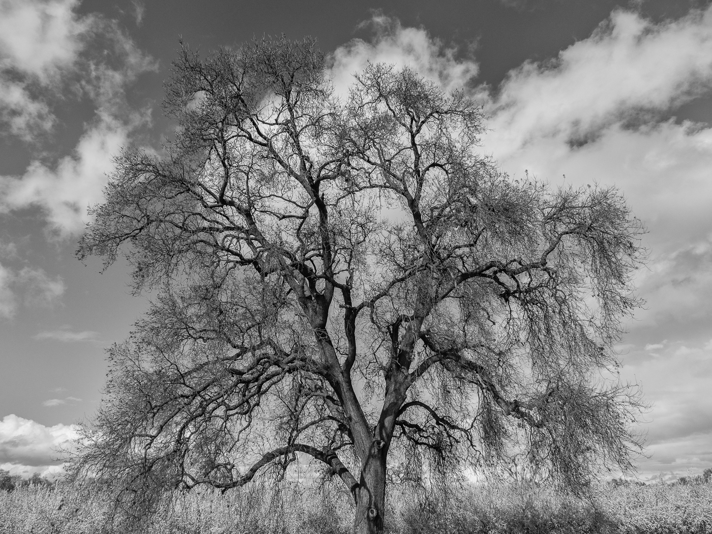 Last March much of the orchards in the Central Valley were flooded.