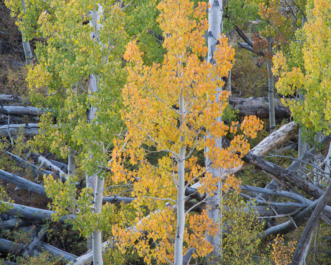 Fall Aspen Grove, McGee Creek