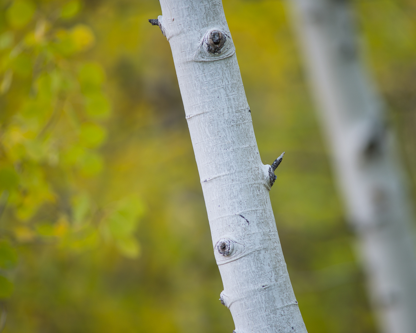 Aspen Trunk, McGee Creek