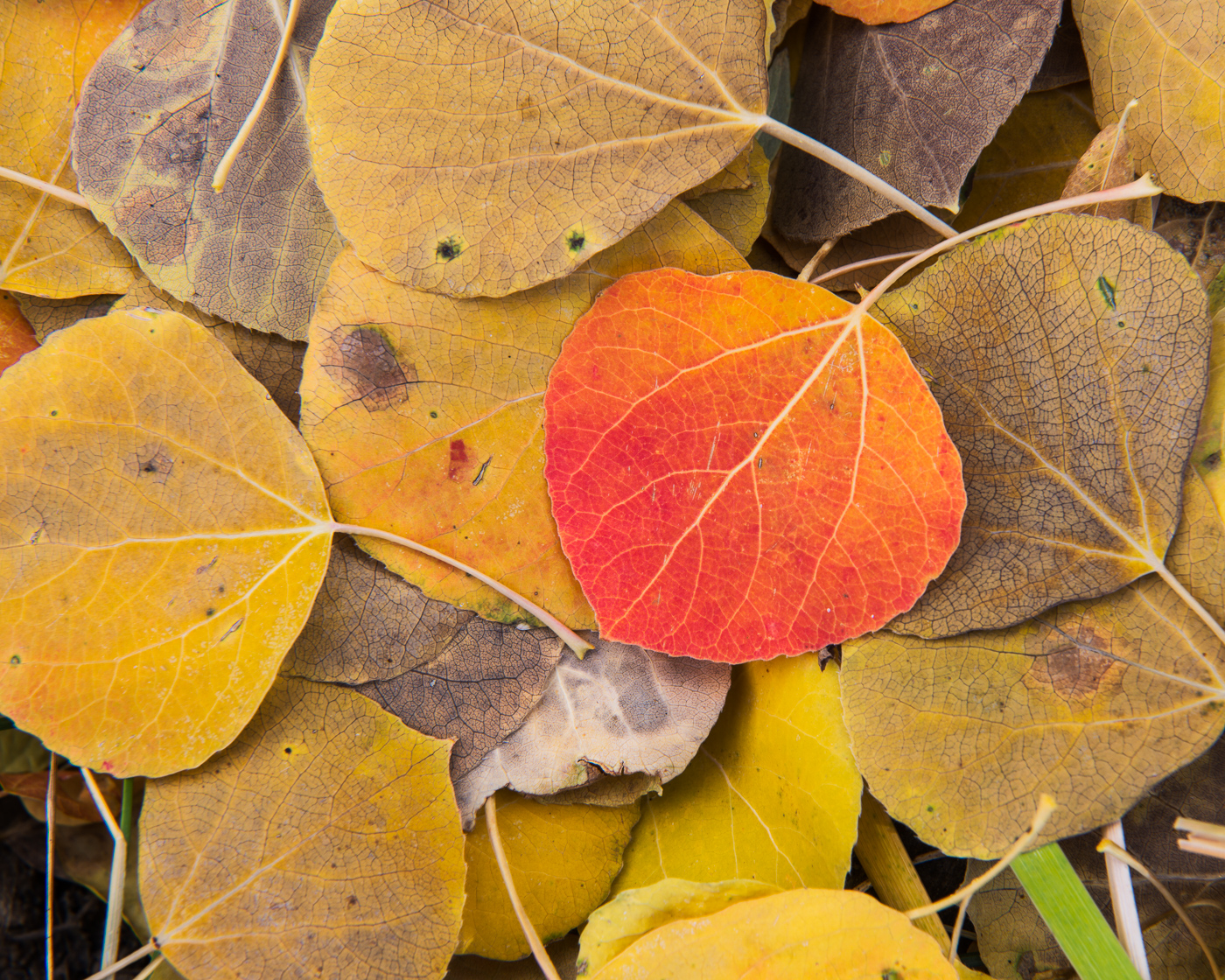 I could spend hours looking for pockets of leaves in diffuse light.