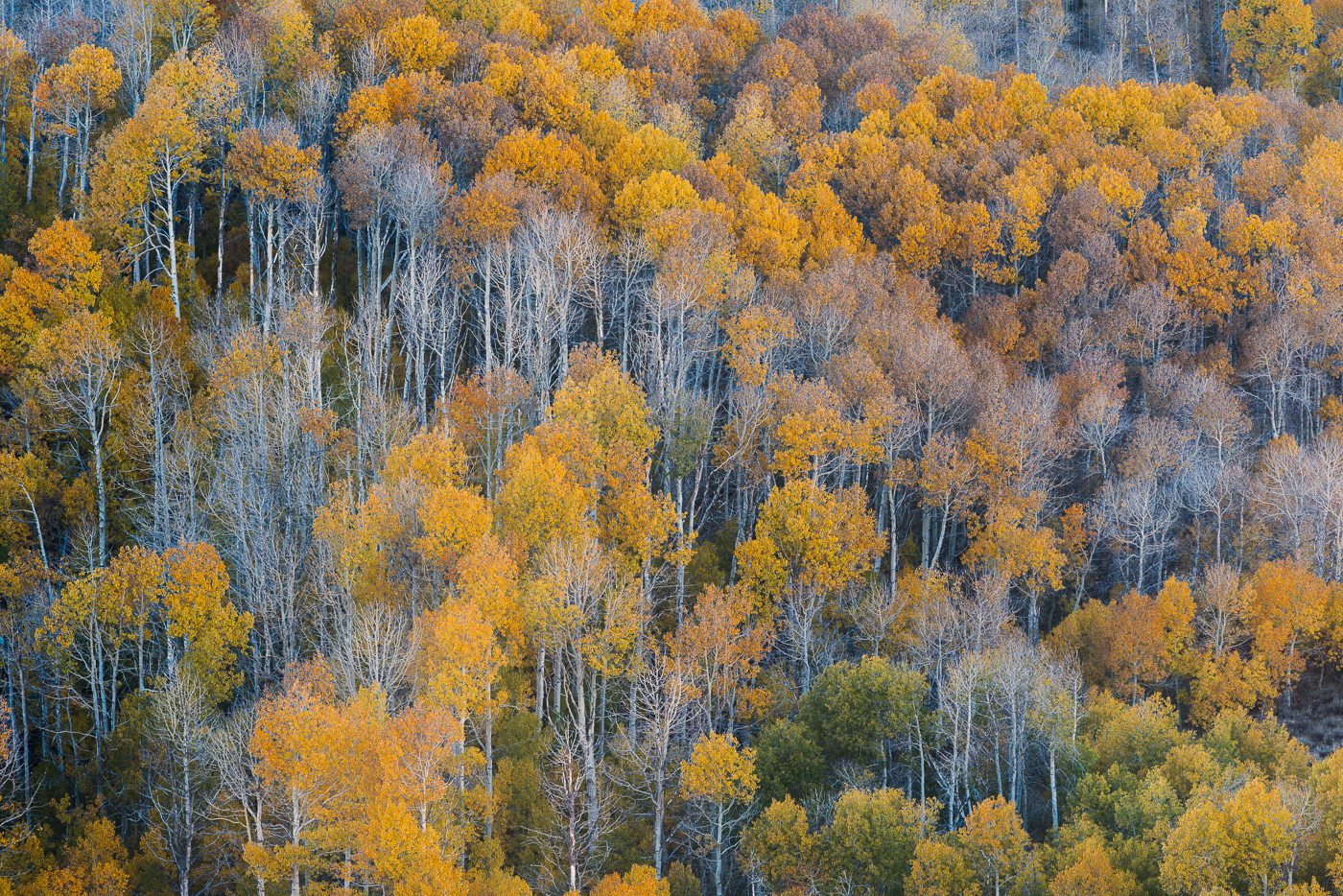 This grove of Aspens I had to return to twice.  Amazing what one can find right off the highway.