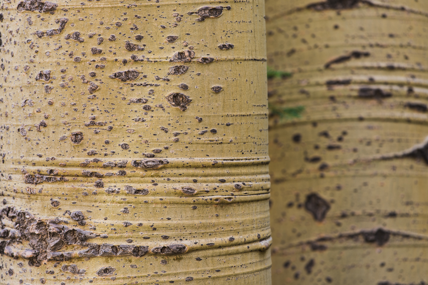 No, they are aspen trunks found on the east side.