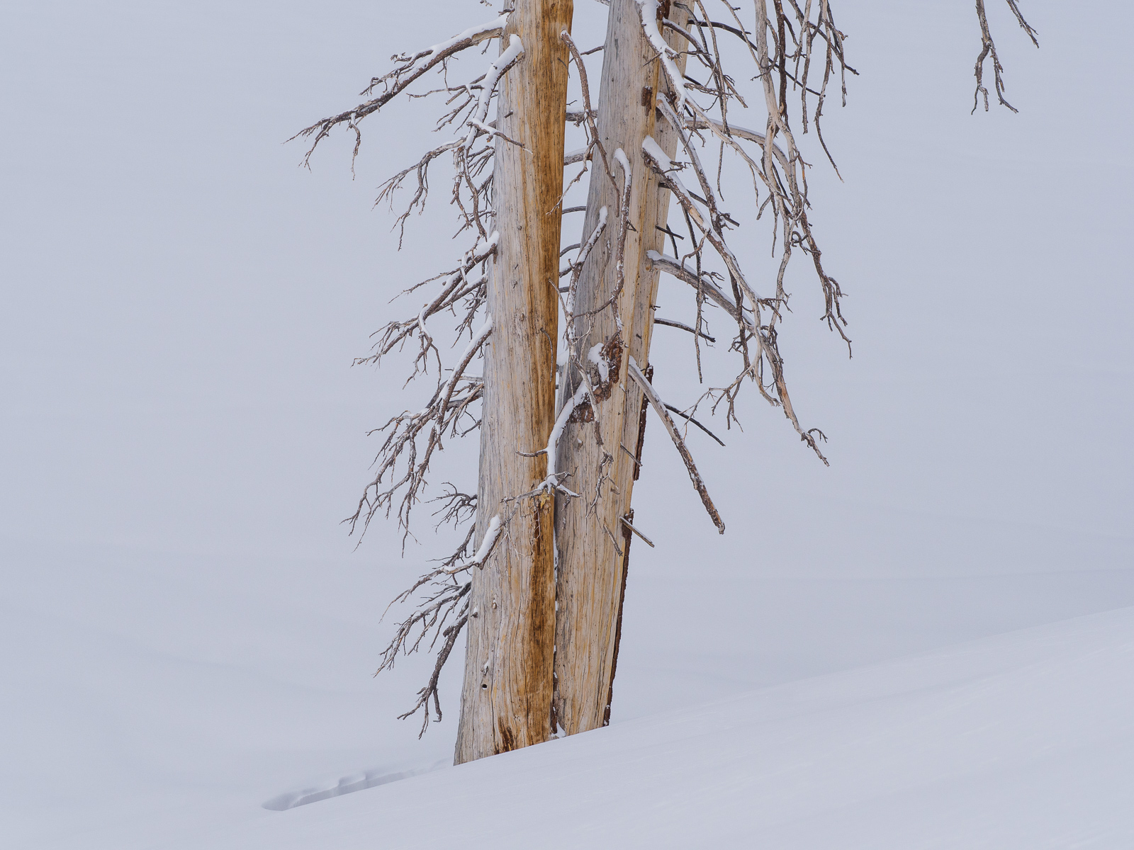 Dead Snag, Ostrander Lake, Yosemite
