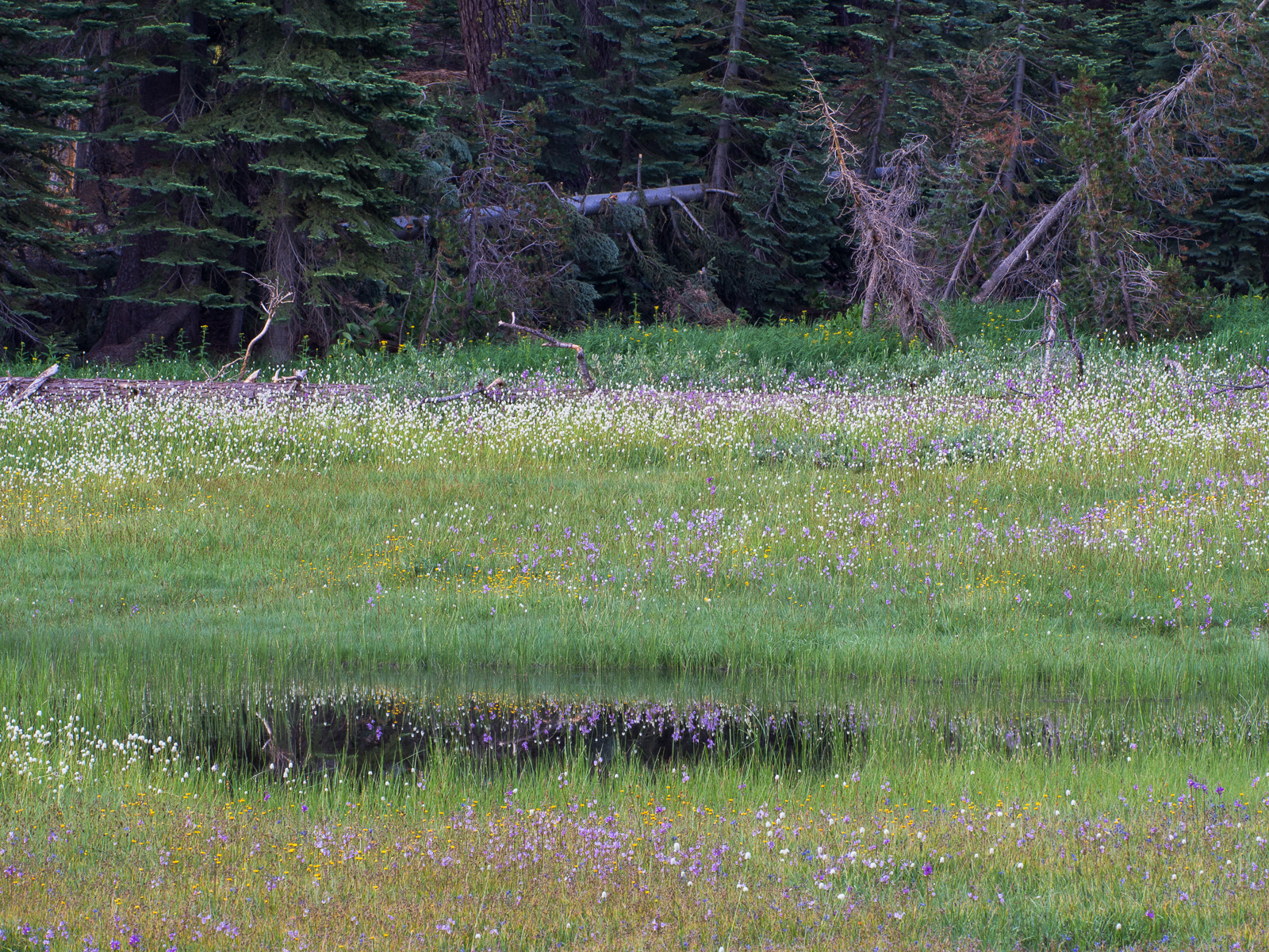 July brought wild flowers to Summit Meadow.  I usually ski here in the winter.