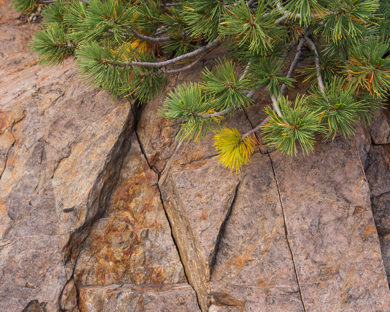 It is amazing how anythig survives above tree line.