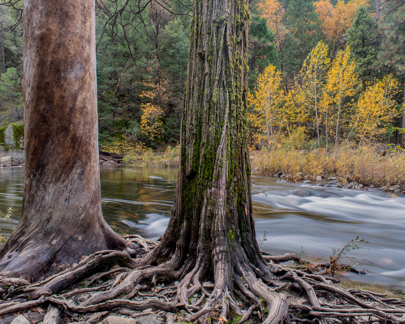 Tree Roots along the Merced River, Yosemite