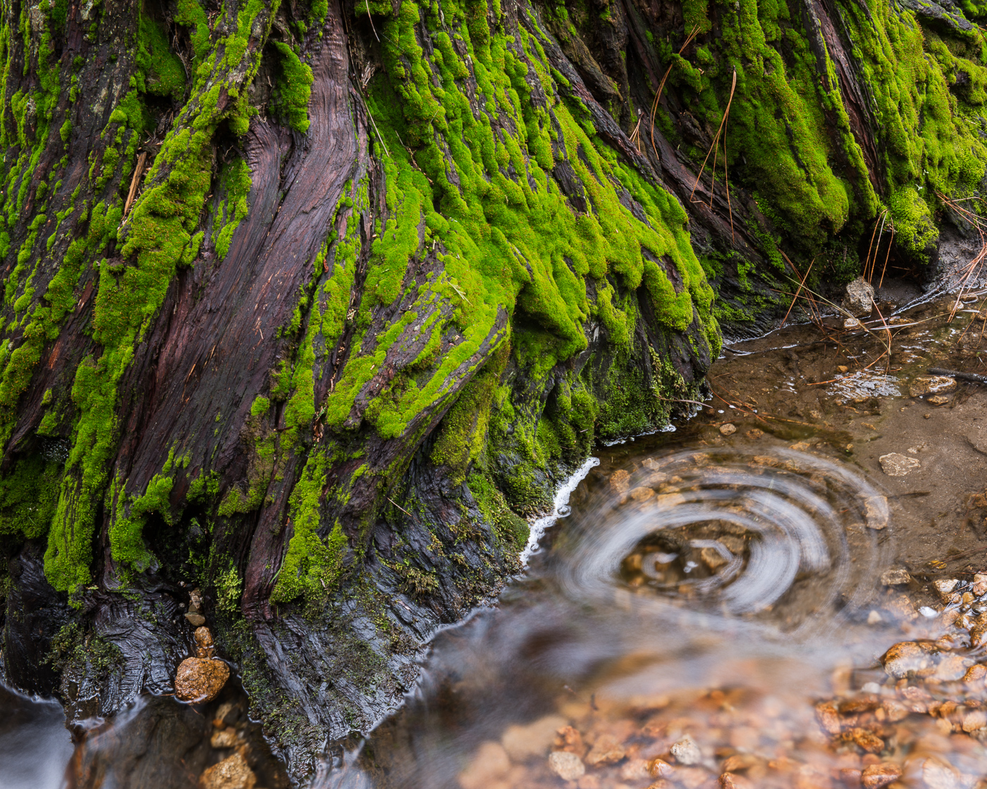 This is the base of an incense cedar behind the Ahwanhee Hotel.