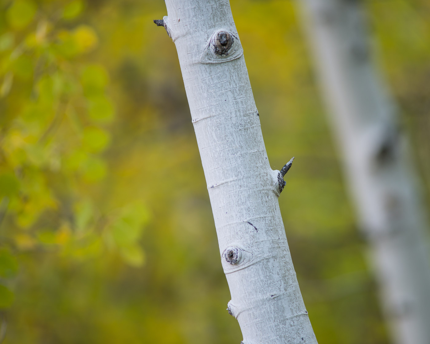 Aspen Trunk, McGee Creek