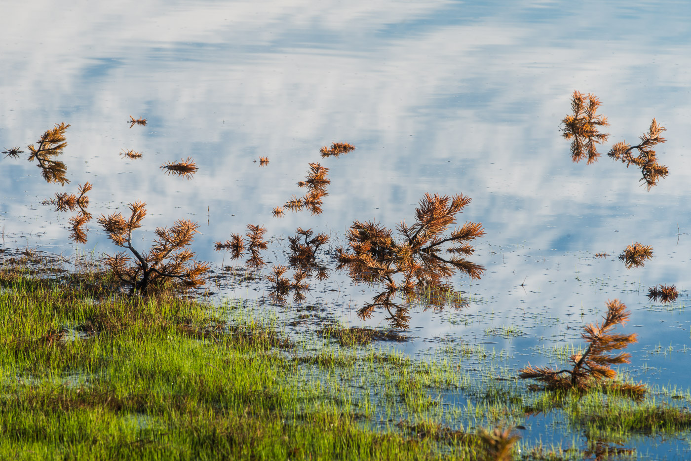Early summer brought high water to Tuolumne Meadows.