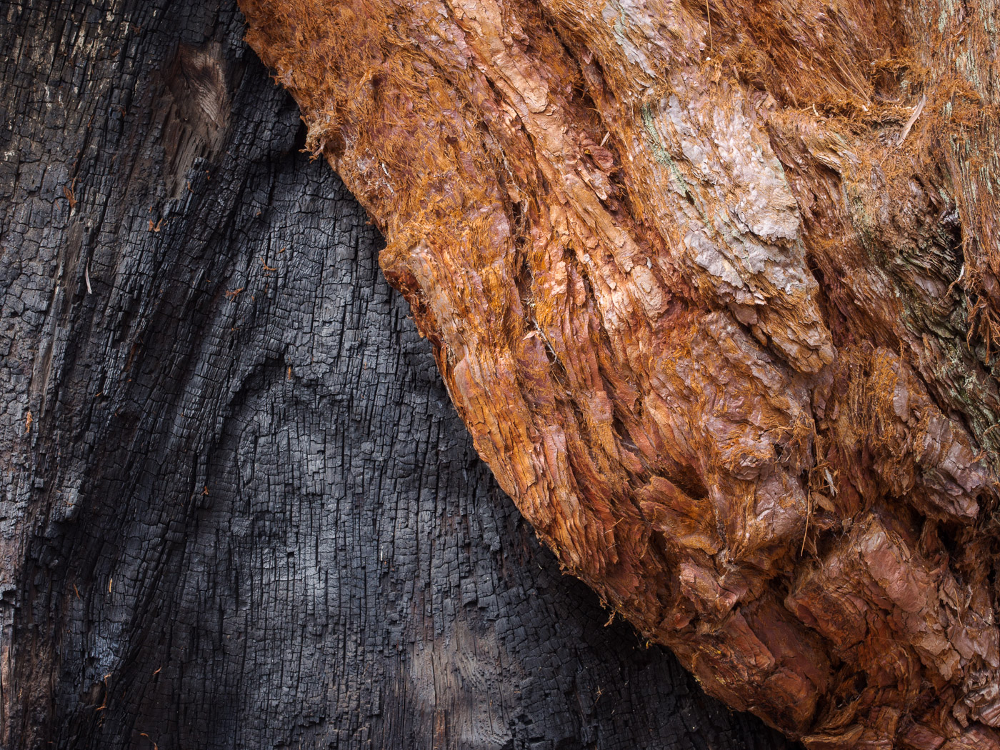 Giant Sequoia Fire Scar, Black Mountain Grove