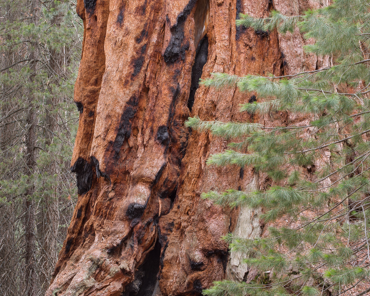 Giant Sequoia Bark Details, Black Mountain Grove